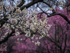 -梅花山(明孝陵内)