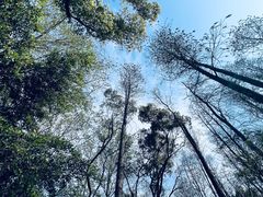 -上海共青森林公园