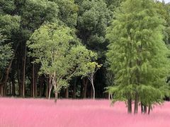 -昆山城市生态森林公园