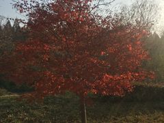 -黄海国家森林公园