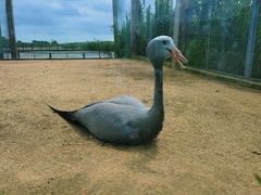 -盐城丹顶鹤湿地生态旅游区