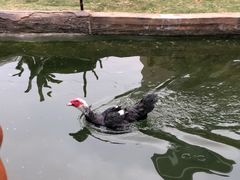 -灵玲国际马戏城