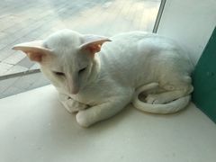 -飞行喵MR PILOT|猫舍·猫咖(静安大融城店)