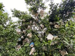 -樱桃山旅游景区