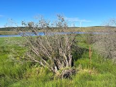 -塞罕坝国家级自然保护区