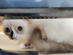 -美联众合动物医院(·中兽医·疑难杂症·严家桥分院)