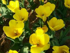 -瑶湖郊野森林公园