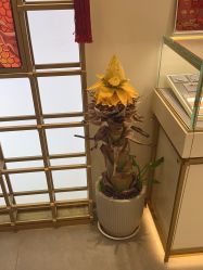 -结绳记(朝阳大悦城店)