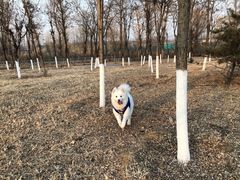 -北京京卫宠物寄养训练中心