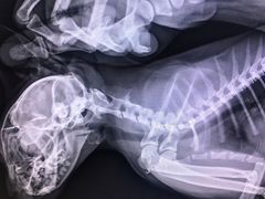 -北京恒爱动物医院(清景园分院)