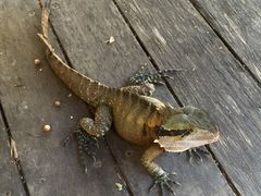 -可伦宾野生动物保护区