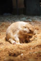 -Zoolung Zoolung动物主题公园(海信广场店)