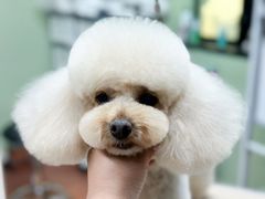 -鑫艺宠物美容培训学校