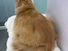 -爱洗澡的猫(望京店)