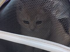 -贝康宠物医院·犬猫全科·小动物特色诊疗中心(东环路店)