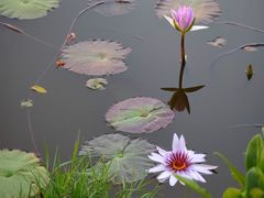 -东莞植物园