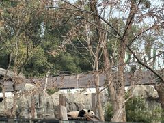 -武汉动物园