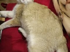 糯米-咖法森林·咖啡  酒吧(天河店)