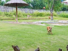 -泉州海丝野生动物世界