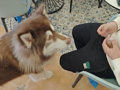 -Let's go狗咖·猫咖·奶狗·桌游(春熙路IFS店)