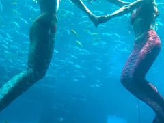 -海棠湾洲际-涛·海底餐厅·美人鱼·自助餐·海底隧道
