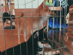 -豆柴町-柴犬主题狗咖(红鼎国际C座店)