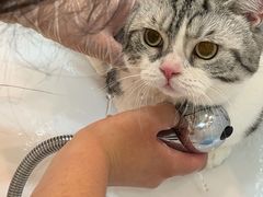 -momokira米努特·德文卷毛猫·棉花面纱犬