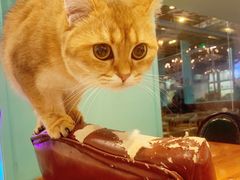 -猫小院猫主题餐厅(三里屯店)