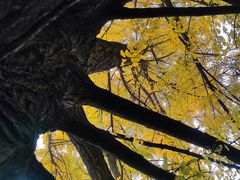 -四川大学(华西校区)