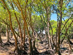 -宝安西湾红树林湿地公园