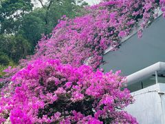 -深圳市中科院仙湖植物园