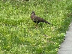 -草墩罗非鱼庄•野生菌•腊排骨(七星街上段店)