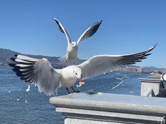 -海埂大坝