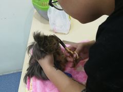 -仁普宠物诊所(住友昌盛新苑店)