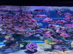 -苏州海洋馆