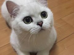 -东方名猫馆·英短金渐层布偶猫舍(环线广场1号楼店)