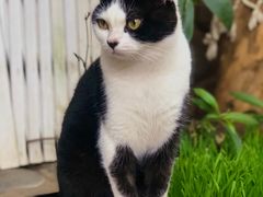 -喵屿·大理花园猫咖