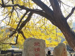 -千年银杏谷文化旅游区