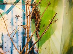 -上海大自然野生昆虫馆(东方明珠·爬宠昆虫探索中心)