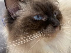 -楼上猫咖(罗湖店)