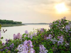 景点-丁香湖公园