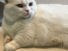 -飞行喵MR PILOT|猫舍·猫咖(静安大融城店)
