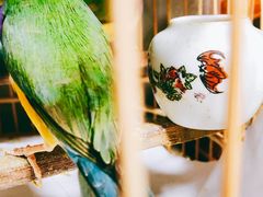 -万商花鸟市场