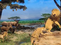 -国家自然博物馆