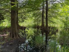 -溱湖国家湿地公园