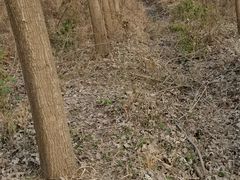 -合肥滨湖国家森林公园