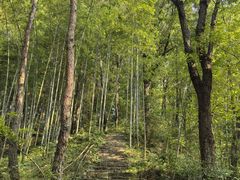 -素山寺森林公园