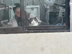 -翊宠yipet猫狗购宠庄园犬舍•猫舍