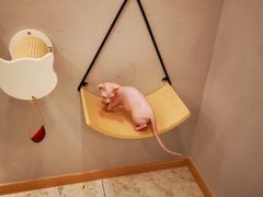 -飞行喵MR PILOT|猫舍·猫咖(静安大融城店)