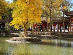 -金塔沙漠胡杨林景区